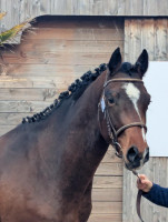 Vente de cheval : NIARADO D'ELINCOURT