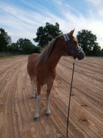 Vente de poney