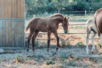 Vente de cheval : Warrior du Plantey