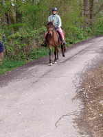 Vente de cheval : CARAMELO del RETORNO
