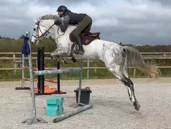 Vente de cheval : castel de st jean z