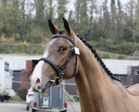 Vente de cheval : Noble C�ur Folie