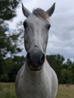 Vente de cheval : Csenge