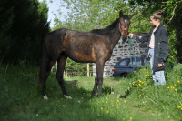 Vente de cheval : OH MA BELLE