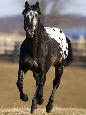 Cheval Appaloosa