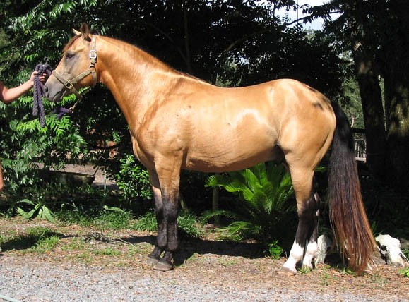 Cheval Quarter Horse