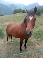 Vente de cheval : fleur de lys