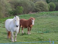 Vente de cheval : polka