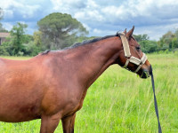 Vente de cheval : Cyrius de Cafeny