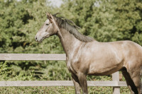 Vente de cheval : Silk