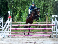 Vente de cheval : Koud'coeur