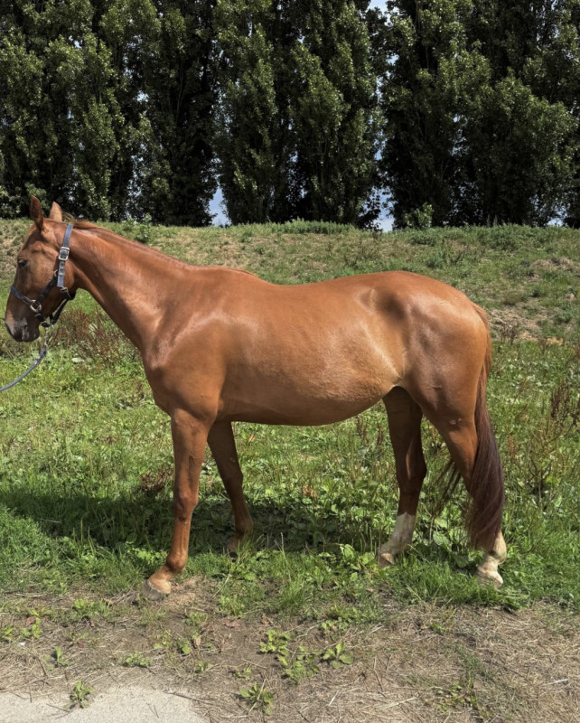 Vente de cheval : D me voici bertaucourt z 
