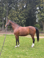 Vente de cheval : Donar du Mesnil