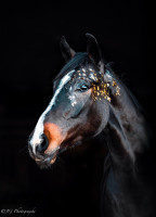 Vente de cheval : Kilderry By Chance 