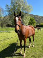 Vente de cheval : Moonlight de Bretot 