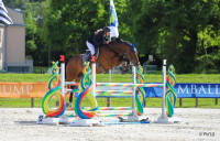 Vente de cheval : Cesar 