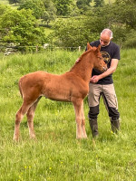 Vente de cheval : Eclipse des teppes Z