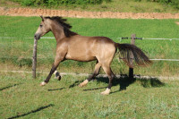 Vente de poney