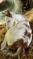 Vente de cheval : Eden Travel Dream