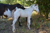 Vente de cheval : Eden Travel Dream