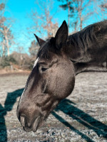 Vente de cheval : Haribo 