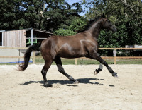 Vente de cheval : Sparkles Cranberry Z