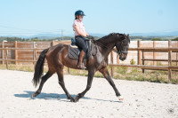 Vente de cheval : Panamera