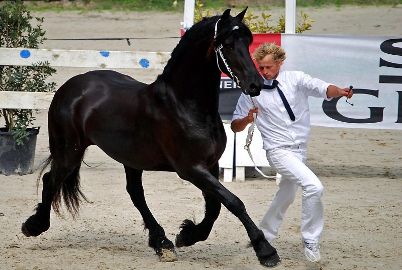 Etalon Frison au modle
