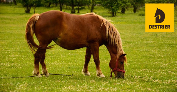 Etat du cheval gros maigre