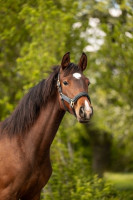 Vente de cheval : Trinity
