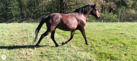Vente de cheval : Fid�le & Tequila