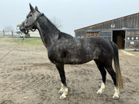 Vente de cheval : OLAFILLE DU ROI 