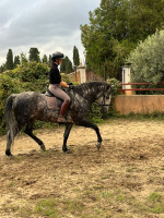 Vente de cheval : Jepetto de la Gesse 