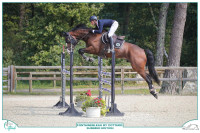 Vente de cheval : Ipheion 