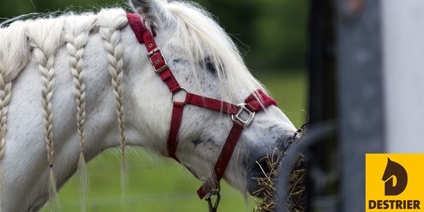 Cheval a faire grossir