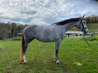 Vente de cheval : Fall in Love