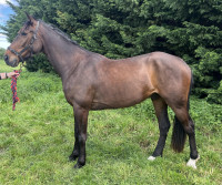 Vente de cheval : Minos Glam