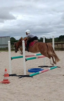 Vente de poney