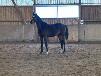 Vente de cheval : Lenus 