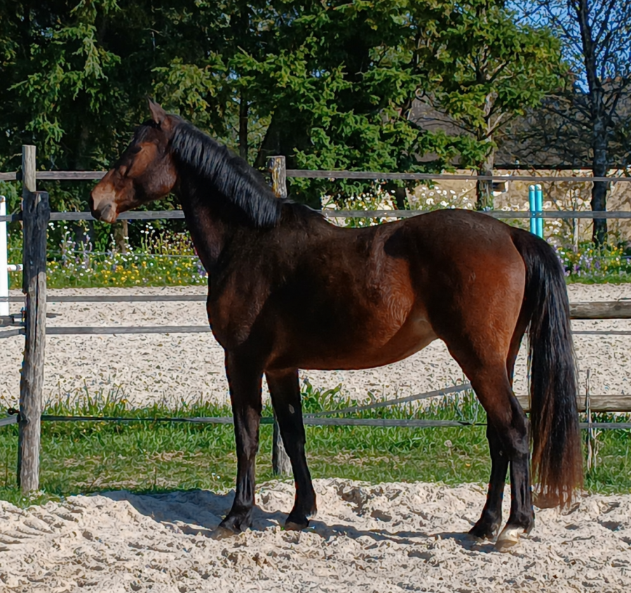 Vente de cheval : Nirvana de la Bride 