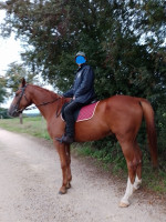 Vente de cheval : ENFIN DEVANT