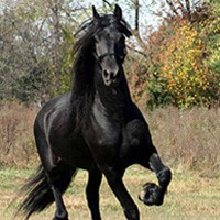 Le Frison, perle noire des chevaux