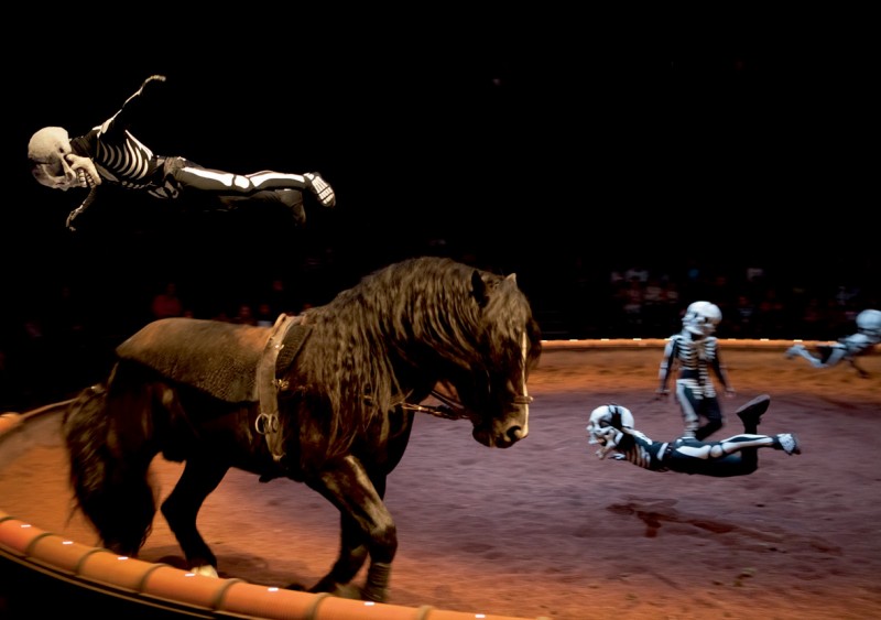 Cheval Frison pendant un spectacle du Zingaro