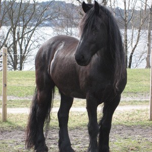 Cheval Frison de type Baroque