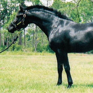 Cheval Frison de type Sport