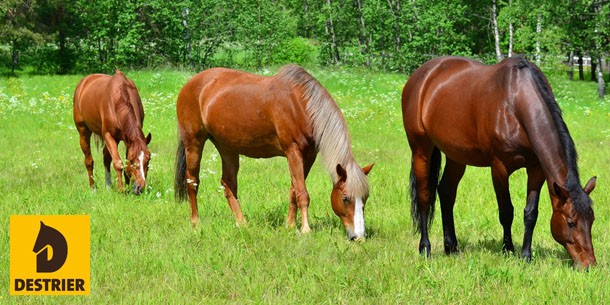 Herbe dans la ration du cheval