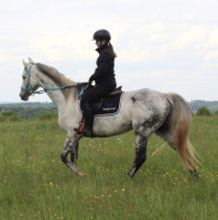 Vente de cheval : HORSE BOREAL