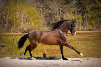 Vente de cheval : Jaguar.R