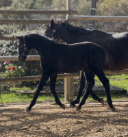 Vente de cheval : Pytha Gaur Phir