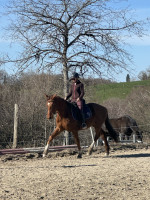 Vente de cheval : Morgan de Merquey 